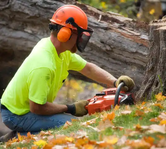 tree services Tilghmanton